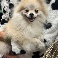 جفت گیری پامرانین عروسکی اورجینال