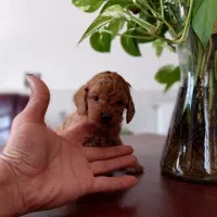 پودل رد و دالمیشن