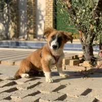 واگذاری توله سگ پاکوتاه نر