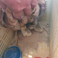 مرغ و جوجه بوقلمون|حیوانات مزرعه|کرمان, |دیوار