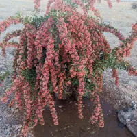 نهال زرشک وعناب از کشاورز|خدمات باغبانی و درختکاری|بیرجند, |دیوار