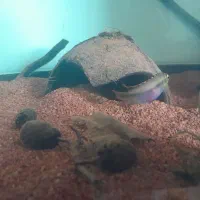 جفت کربنسیس|ماهی|رودهن, |دیوار