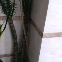 تعداد گل طبیعی قیمت پیشنهادی