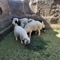 تعداد6عدد بره نر و ۲ عدد کره کیلویی 380 تومان|حیوانات مزرعه|راین, |دیوار