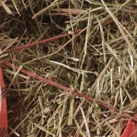 یونجه شبدر|حیوانات مزرعه|سنقر, |دیوار