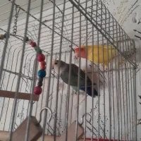 یک جفت طوطی برزیلی کار داده تخم و جوجه معاوضه فنچ