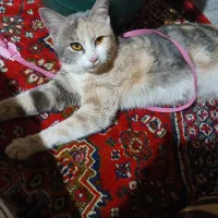 گربه ناز نازی