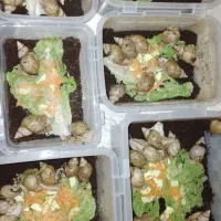 حلزون|حراج|شیراز, گویم|دیوار