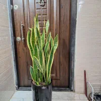 سانسوریا ابلق ۱مترو نیم ارتفاع