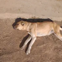 سگ سرابی ماده|سگ|نمین, |دیوار