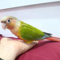 طوطی گرینچیک همراه با قفس و دونه و تابو....