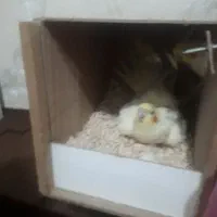 عدوس هلندی