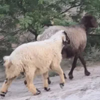 میش بره دار