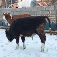 گاو( گوساله)|حیوانات مزرعه|زاغه, |دیوار