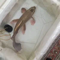 ماهی کوی|ماهی|تهران, افسریه شمالی|دیوار