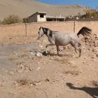 خرید و فروش اسب وقاطر|اسب و تجهیزات اسبسواری|بن, |دیوار