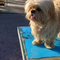 سگ شیتزو فلت آماده جفت|سگ|قم, باجک دو|دیوار