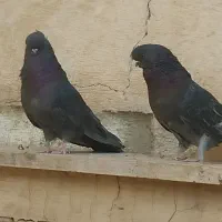 کفتر نوک قنار|پرنده|تهران, باغ خزانه|دیوار