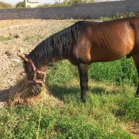 اسب نریان ۶ساله|اسب و تجهیزات اسب‌سواری|خوی, |دیوار