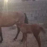 ۳۵۰۰۰۰۰۰
