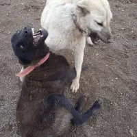 سگ سرابی|سگ|میانه, |دیوار