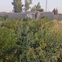 باغی برای سرمایه گذاری