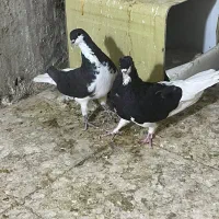 شهری جفتی