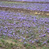 فروش گل زعفران مشهد در تهران (گل تازه زعفران)|خوردنی و آشامیدنی|تهران, میرداماد|دیوار