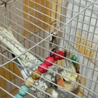 8 تا عروس هلندی یه دونه گل باقالی|پرنده|صومعهسرا, |دیوار