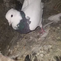 کبوترشونی وطوقی|پرنده|سیلاخور, |دیوار