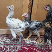 جوجه محلی