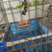 سهره ماده|پرنده|کوهدشت, |دیوار