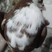 ساده .کرواتی .طوقی شامی