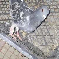 کبوتر فروشی|پرنده|سراوان, |دیوار