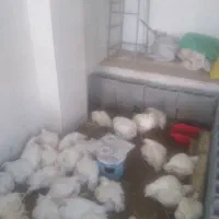 گوشتی مخصوص کشتار ونگهداری