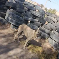 سرابی اصل گله|سگ|اردبیل, |دیوار