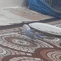 ماده مرغ عشق