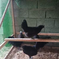 فروش مرغ و خروس ایام سمانی|حیوانات مزرعه|دالخانی, |دیوار