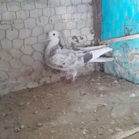 کفتر پرشی|پرنده|مبارکه, |دیوار