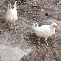 مرغ خروس