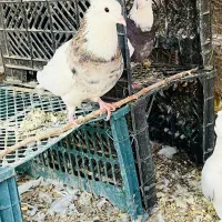 کبوتر طوقی|پرنده|جیرفت, |دیوار