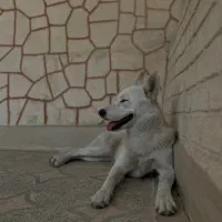 واگذاری سیبرین هاسکی