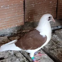 جوجه آلمانی