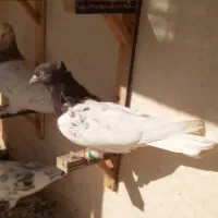 ماده کله سرخ درجه یک