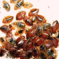 سمپاشی ساس و سوسک ریز و..با ضمانت دوساله سم پاشی