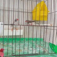 یک جفت فنچ ومرغ عشق