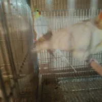 جفت عروس بالغ وحش|پرنده|سیرجان, |دیوار