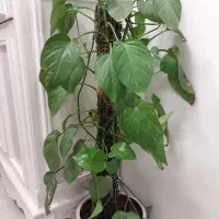 گل پتوس چوبدار