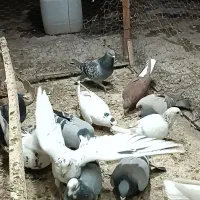 تعداد 11عدد کبوتر|پرنده|لنجان, |دیوار