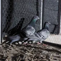 نر و ماده پلاکی مسافتی زره ای ب شرط